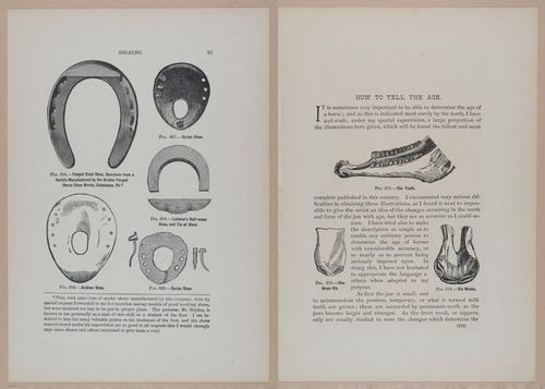 E318 - Sensible Horshoeing - i8747 - 8780