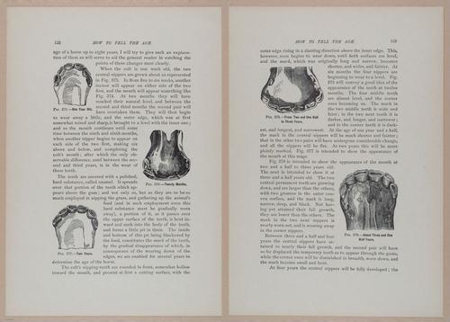 E318 - Sensible Horshoeing - i8781 - 8782