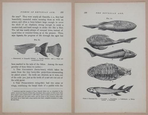 E326 - The Story of the Rocks 1873 - i9538-9539
