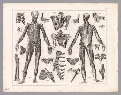 E316 - View: Plate 125. Anatomy including Ligaments and Muscles. - Johann Georg Heck - 1850 (Nicolas Figueroa)