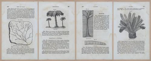 E342 - Elementary Geology - i11335-11336-11337-11338
