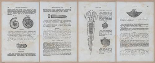 E342 - Elementary Geology - i11368-11369-11370-11371