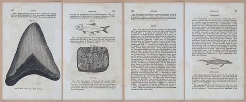E342 - Elementary Geology - i11377-11378-11379-11380