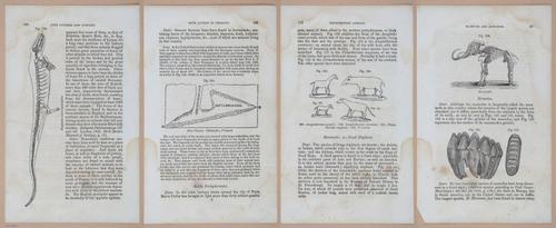 E342 - Elementary Geology - i11389-11390-11391-11392