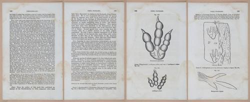 E342 - Elementary Geology - i11403-11404-11405-11406
