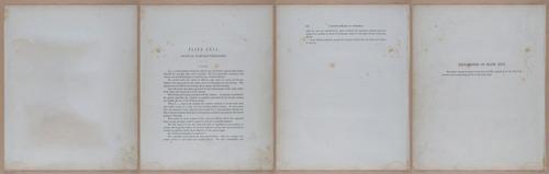 E345 - Illustrations of Syphilitic - i12028-12029-12030