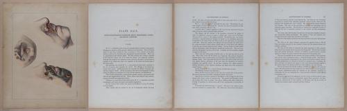 E345 - Illustrations of Syphilitic - i12153-12154-12155-12156