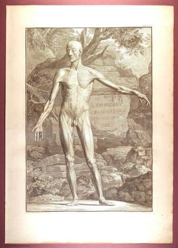E353 - Tabulae Sceleti - i0800