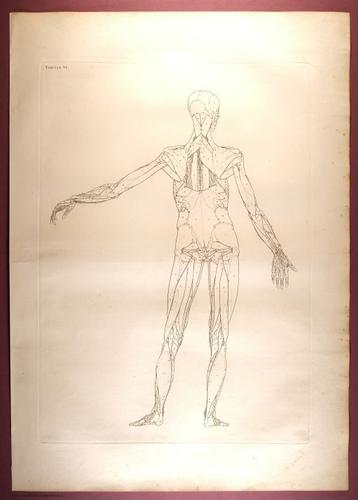 E353 - Tabulae Sceleti - i0823