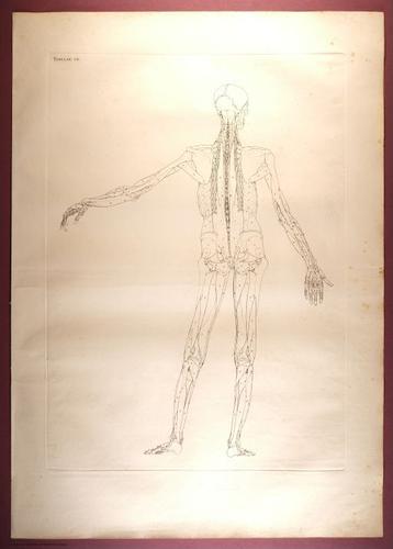 E353 - Tabulae Sceleti - i0825