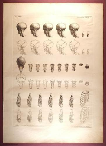 E353 - Tabulae Sceleti - i0827