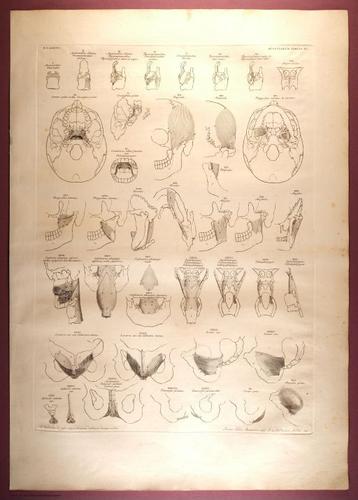 E353 - Tabulae Sceleti - i0828