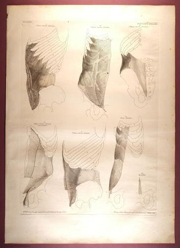E353 - Tabulae Sceleti - i0829