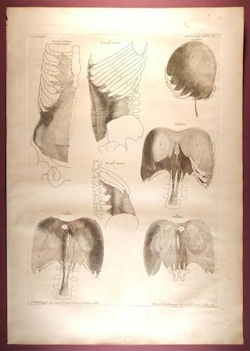 E353 - Tabulae Sceleti - i0830