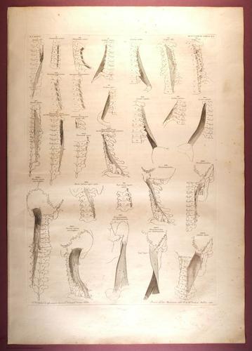 E353 - Tabulae Sceleti - i0832