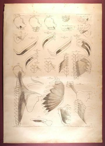 E353 - Tabulae Sceleti - i0833