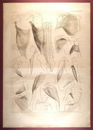 E353 - Tabulae Sceleti - i0834