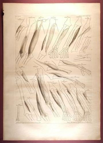 E353 - Tabulae Sceleti - i0835