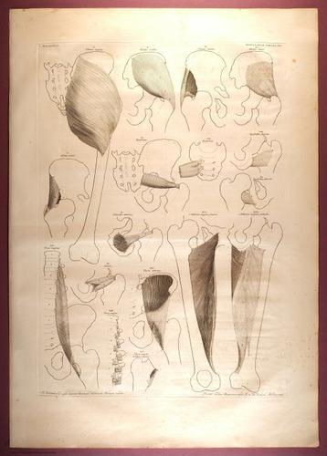 E353 - Tabulae Sceleti - i0837