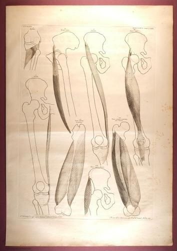 E353 - Tabulae Sceleti - i0839