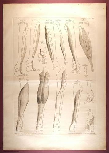 E353 - Tabulae Sceleti - i0840