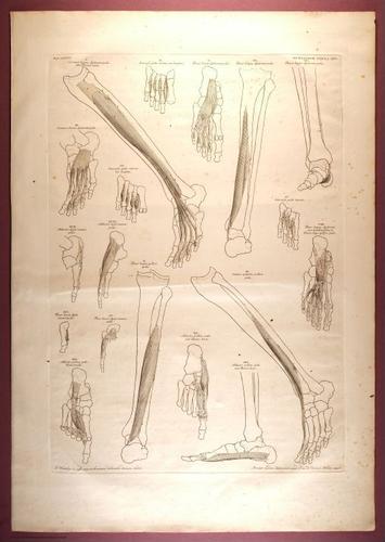 E353 - Tabulae Sceleti - i0841
