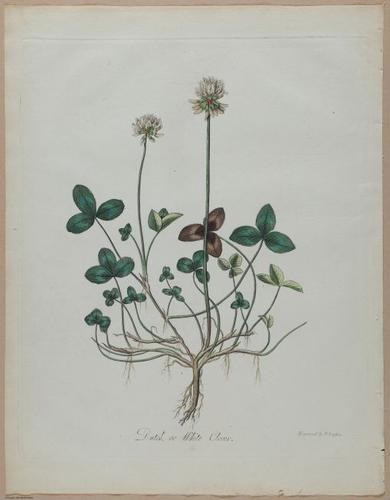 E357 - Farmer_s Cyclopaedia - i13714