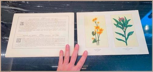 E356 - Wildflowers of America - i3722