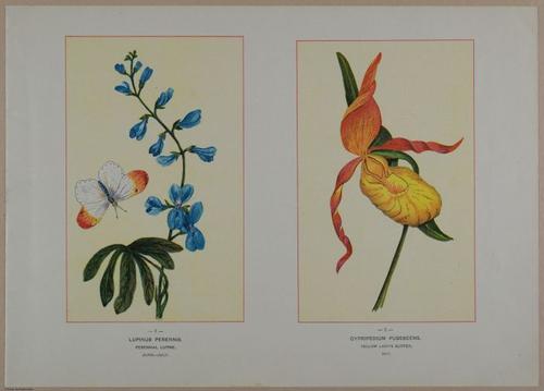 E356 - Wildflowers of America - i13585