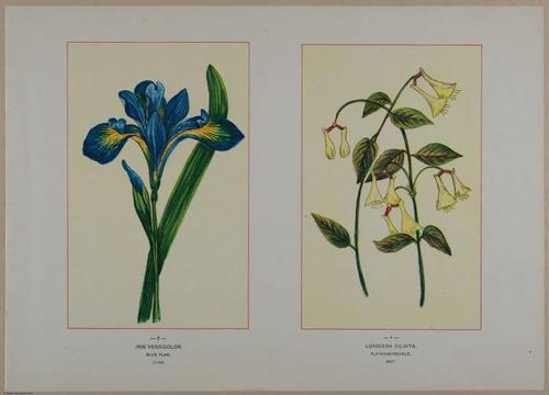E356 - Wildflowers of America - i13587