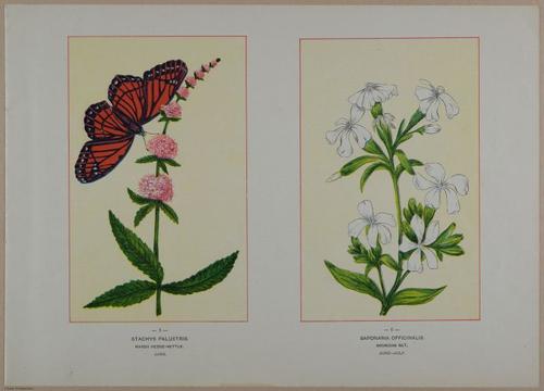E356 - Wildflowers of America - i13595