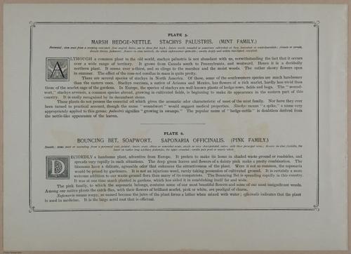 E356 - Wildflowers of America - i13598