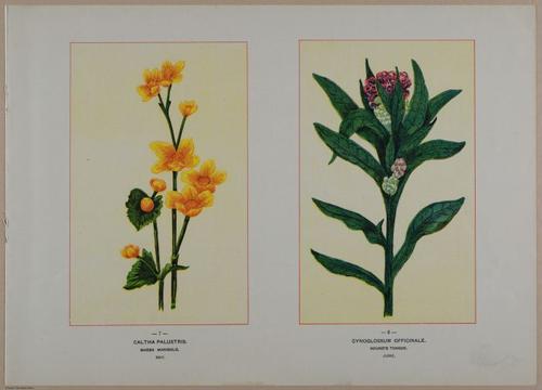 E356 - Wildflowers of America - i13599