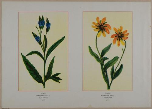 E356 - Wildflowers of America - i13602