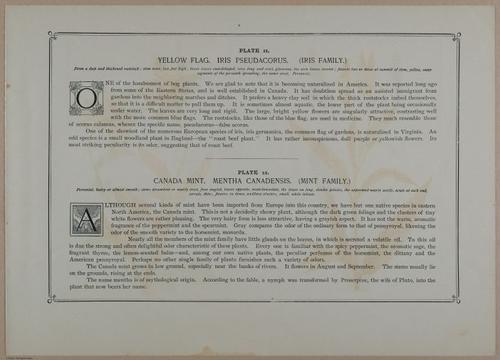 E356 - Wildflowers of America - i13603