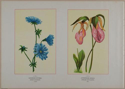 E356 - Wildflowers of America - i13605