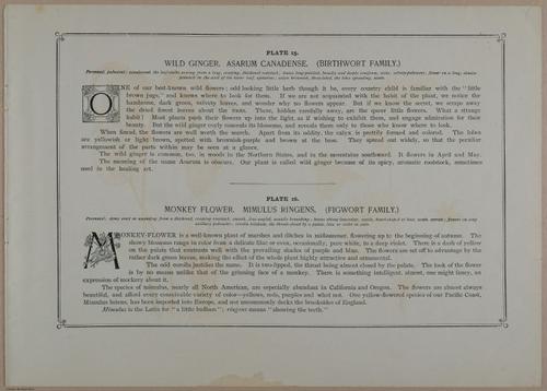 E356 - Wildflowers of America - i13606