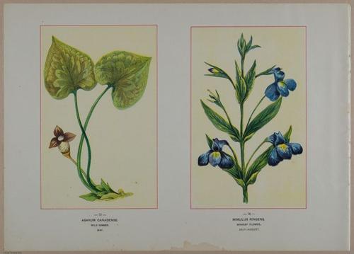 E356 - Wildflowers of America - i13607