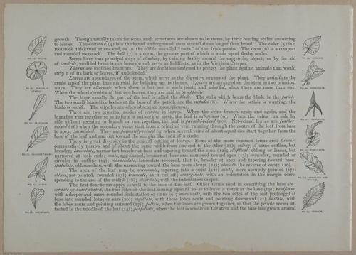 E356 - Wildflowers of America - i13609