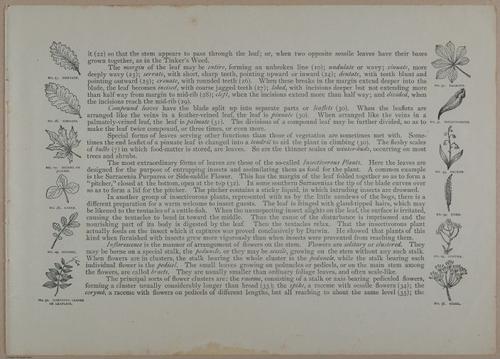 E356 - Wildflowers of America - i13610