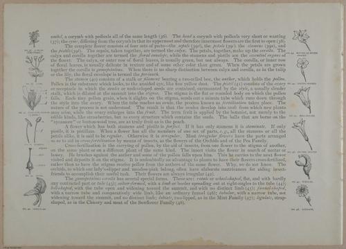 E356 - Wildflowers of America - i13611
