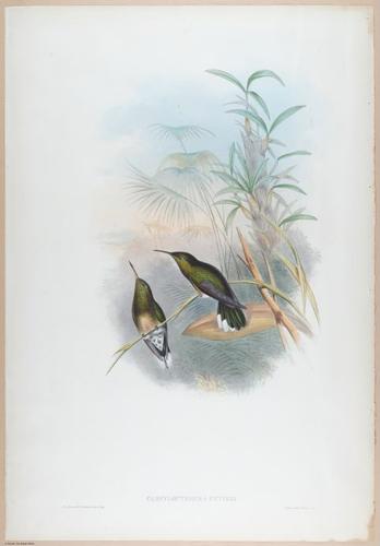 E374 - Various Rich Breiman - i16216