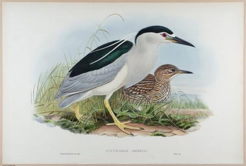 E374 - Various Rich Breiman - i16218