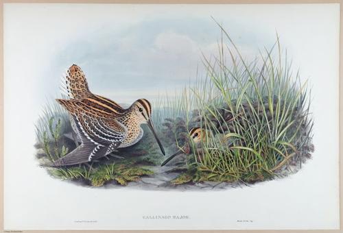 E374 - Various Rich Breiman - i16225