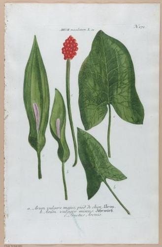 E374 - Various Rich Breiman - i16334
