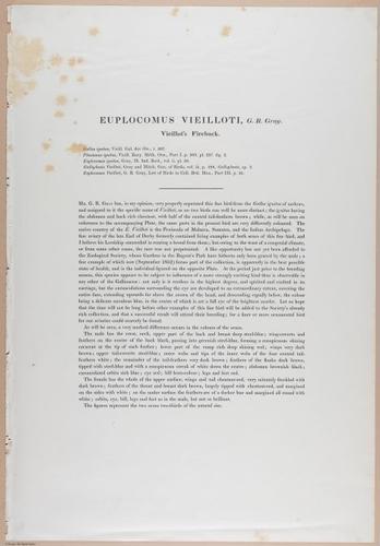 E374 - Various Rich Breiman - i16336