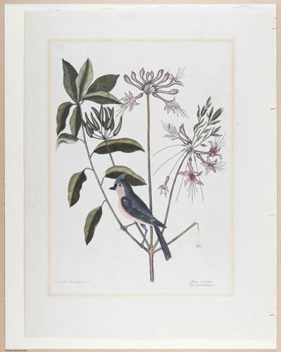 E374 - Various Rich Breiman - i16355