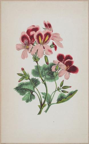 E364 - The Lady's Book of Flowers and Poetry - 13992