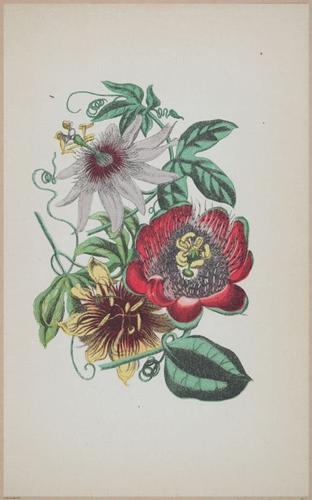 E364 - The Lady's Book of Flowers and Poetry - 14007