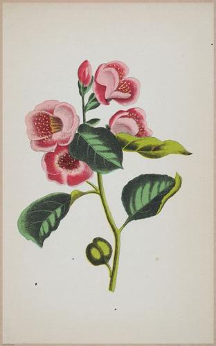 E364 - The Lady's Book of Flowers and Poetry - 14011